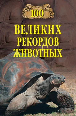 Анатолий Бернацкий 100 великих рекордов животных обложка книги