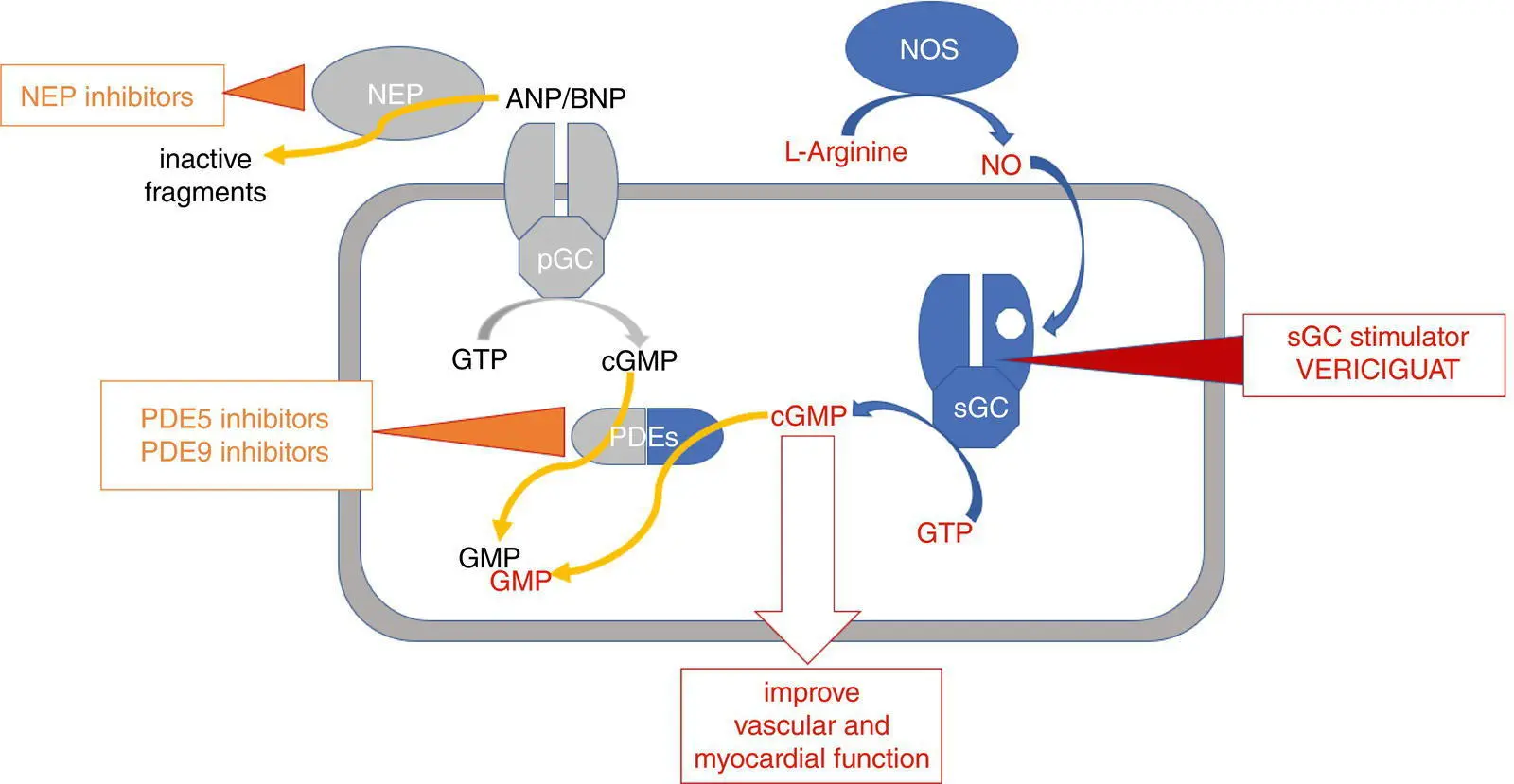 Figure 32 The NOsGC signaling and natriuretic peptidepGC signaling with - фото 9