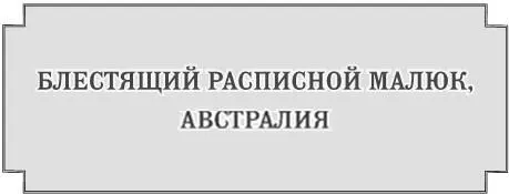 А глаза у них настоящие спросила Корделия Агнеса покачала головой Нет - фото 1