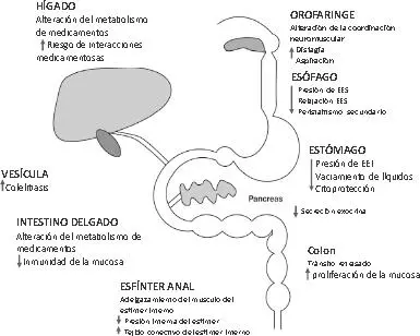 Figura 102 Envejecimiento del sistema gastrointestinal EES Esfínter esofágico - фото 33