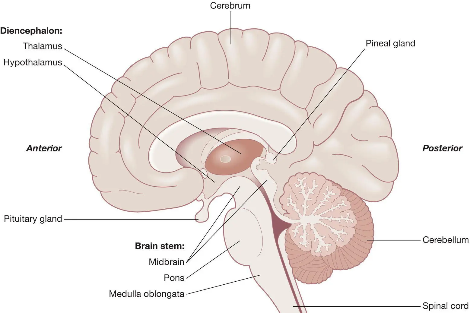 Figure 111 The cerebrum Source Peate I Wild K Nair M eds Nursing - фото 38