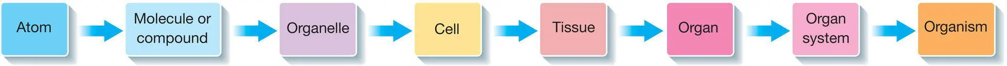 Figure 91 Levels of organisation Figure 92 Types of cells - фото 31