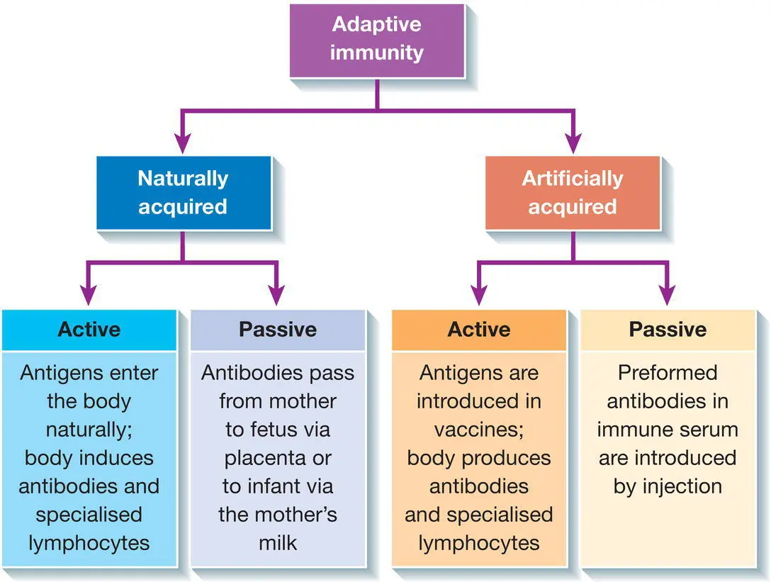 Figure 81 Types of acquired immunity Table 81 Types of antibodies Type - фото 29