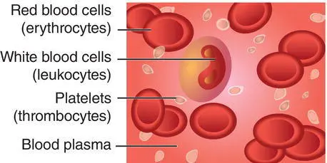 Figure 73 Compoments of blood Figure 74 Haemopoiesis Source Tortora - фото 27