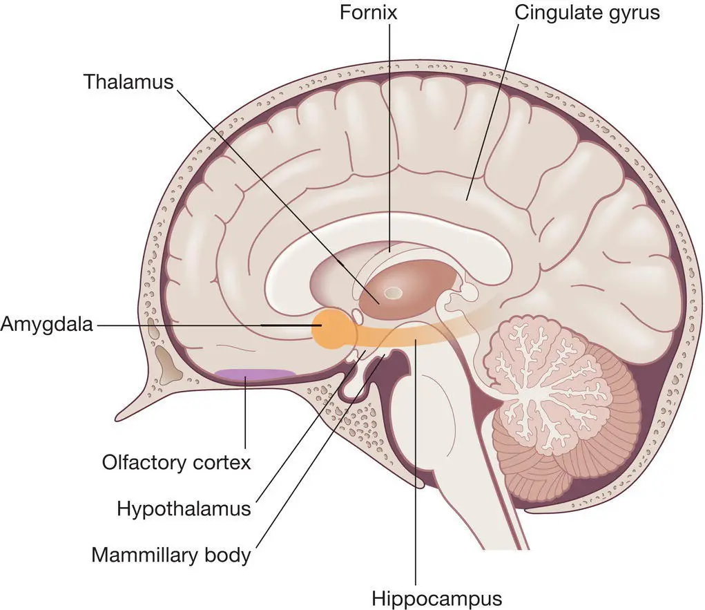 Figure 113 The limbic system The four major regions of the brain are the - фото 40