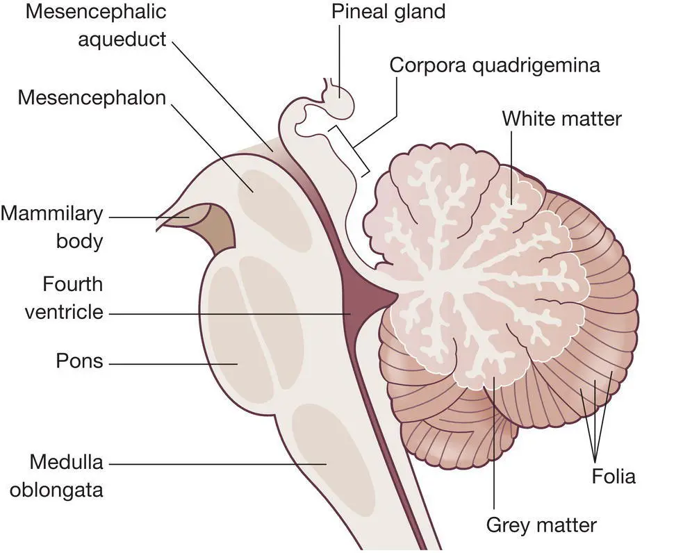 Figure 112 The cerebellum Figure 113 The limbic system The four major - фото 39