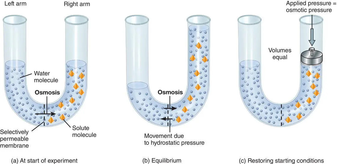 Figure 62 Channelmediated facilitated diffusion of potassium ions K - фото 22