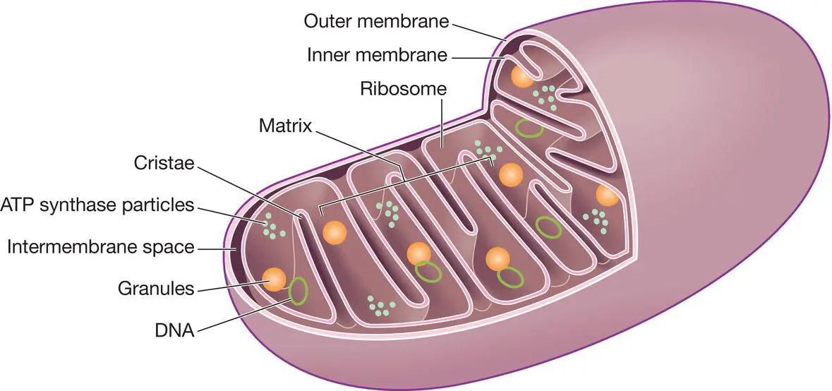 Figure 52 Mitochondrion Source Peate I Wild K Nair M eds Nursing - фото 19
