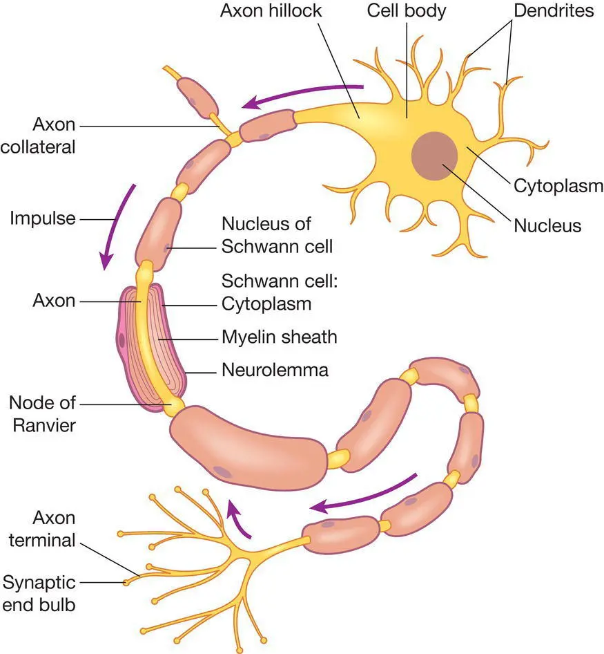 Figure 103 The neuron Source Peate I Wild K Nair M eds Nursing - фото 36