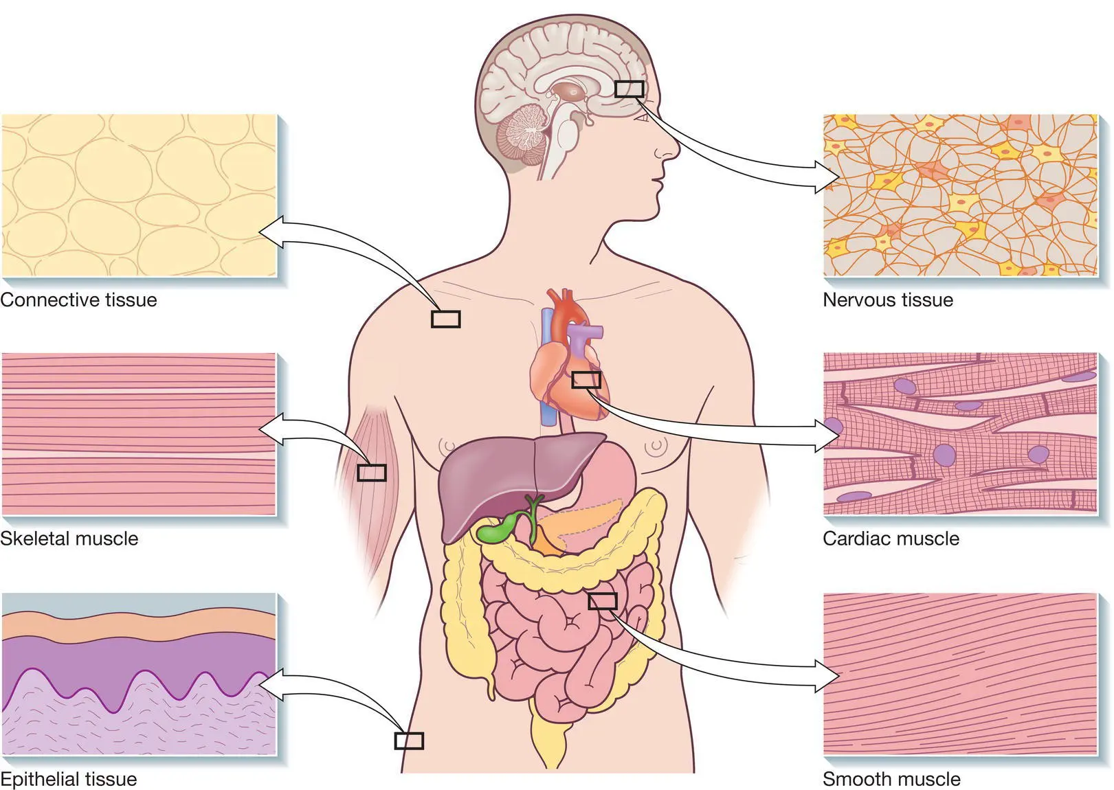 Figure 93 Human body tissues There are many types of cells in the body - фото 33