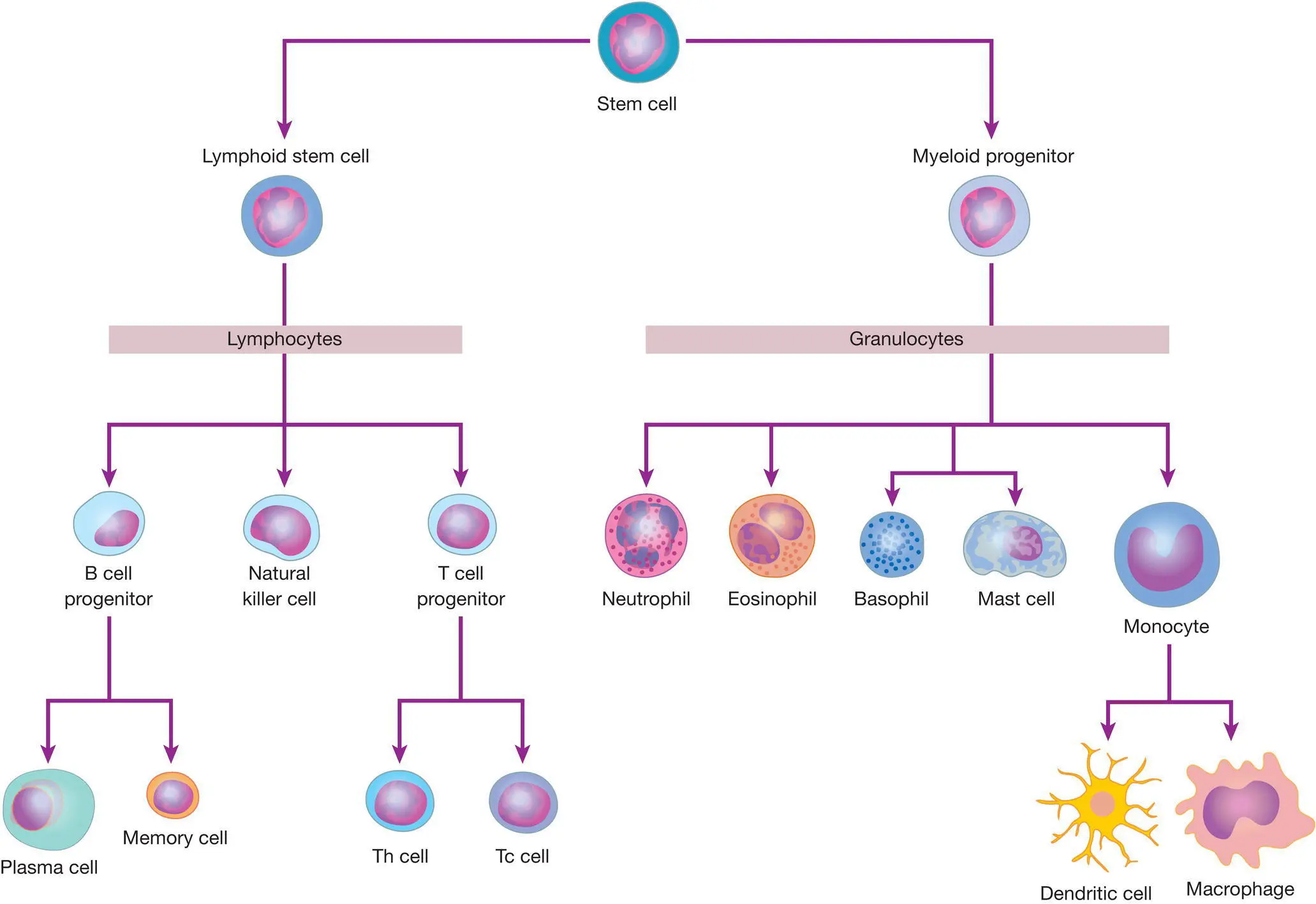 Figure 82 The cells of the immune system Inflammation is one of the key - фото 30