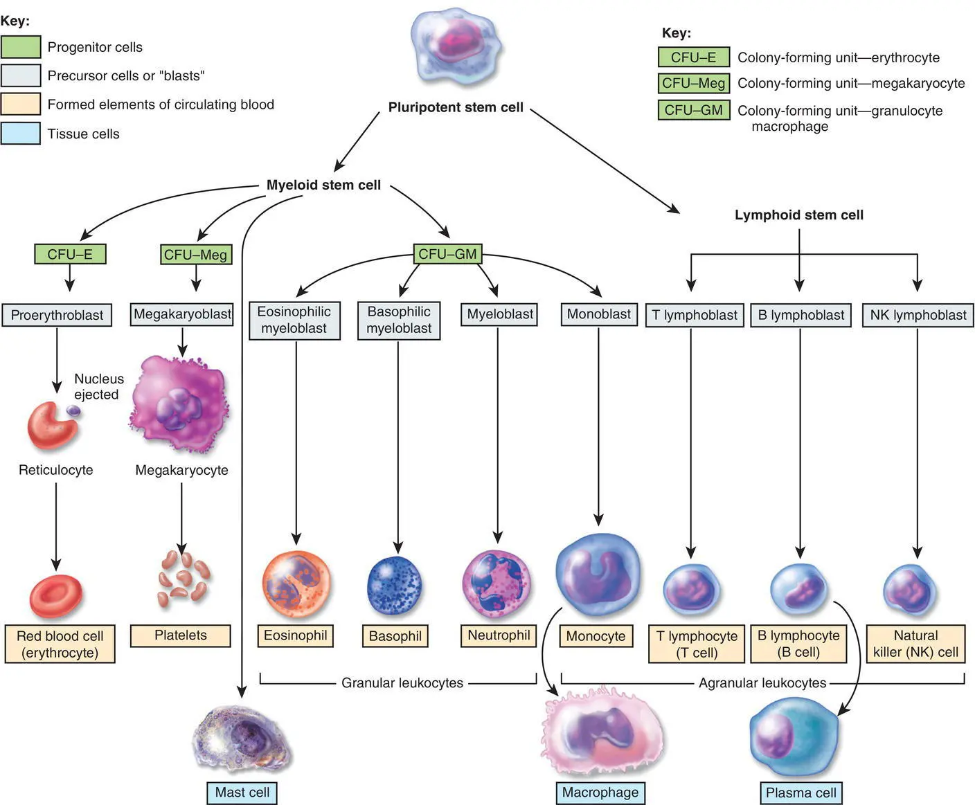 Figure 74 Haemopoiesis Source Tortora GJ Derrickson B Tortoras - фото 28