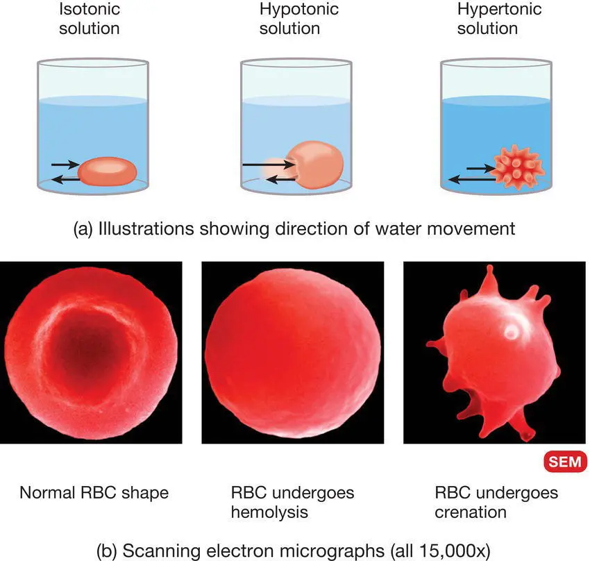 Figure 63 Osmosis Water molecules move through the selectively permeable - фото 23