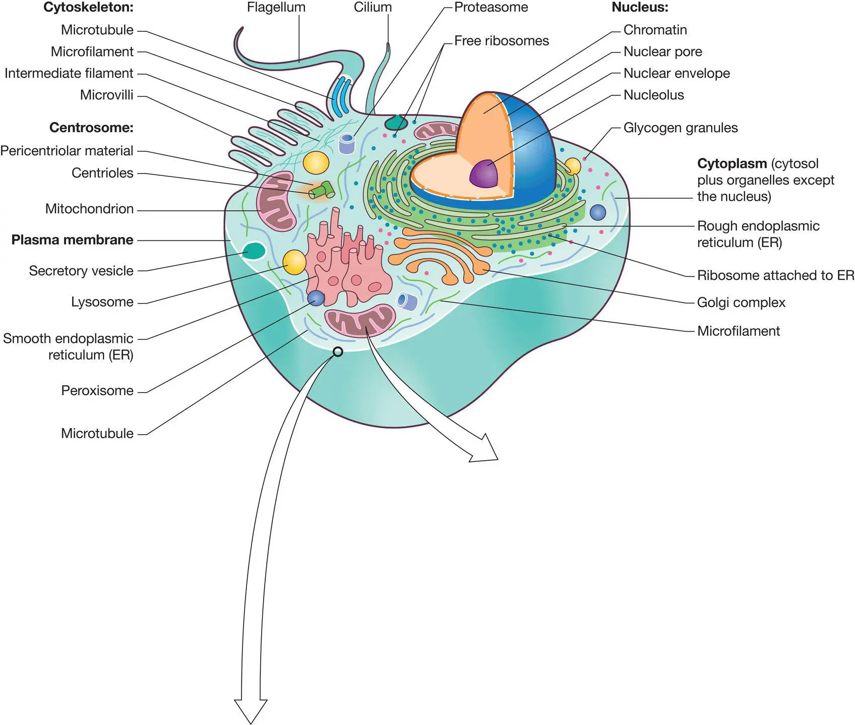 Figure 51 Structures located within body cells Source Peate I Wild K - фото 18