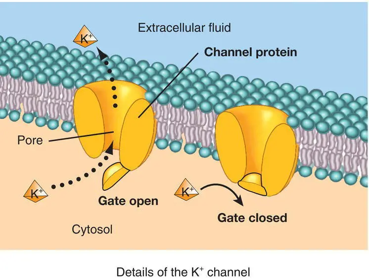 Figure 64 Tonicity and the red blood cell Source Tortora GJ Derrickson B - фото 24