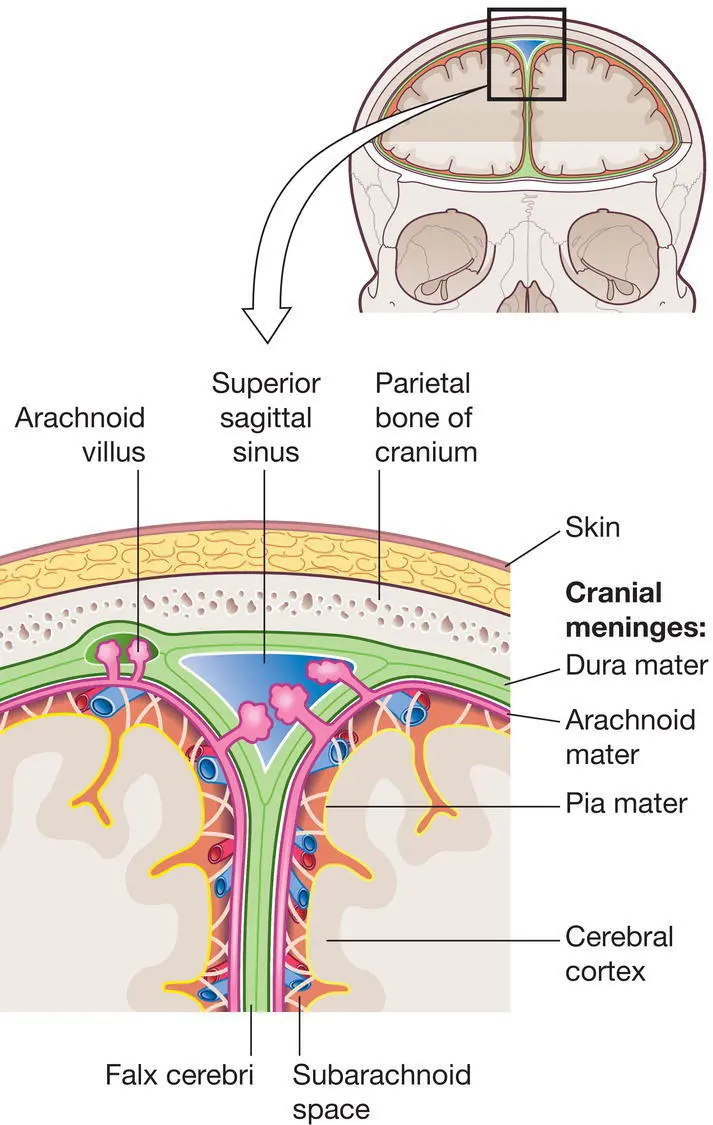 Figure 102 The meninges Source Peate I Wild K Nair M eds Nursing - фото 35