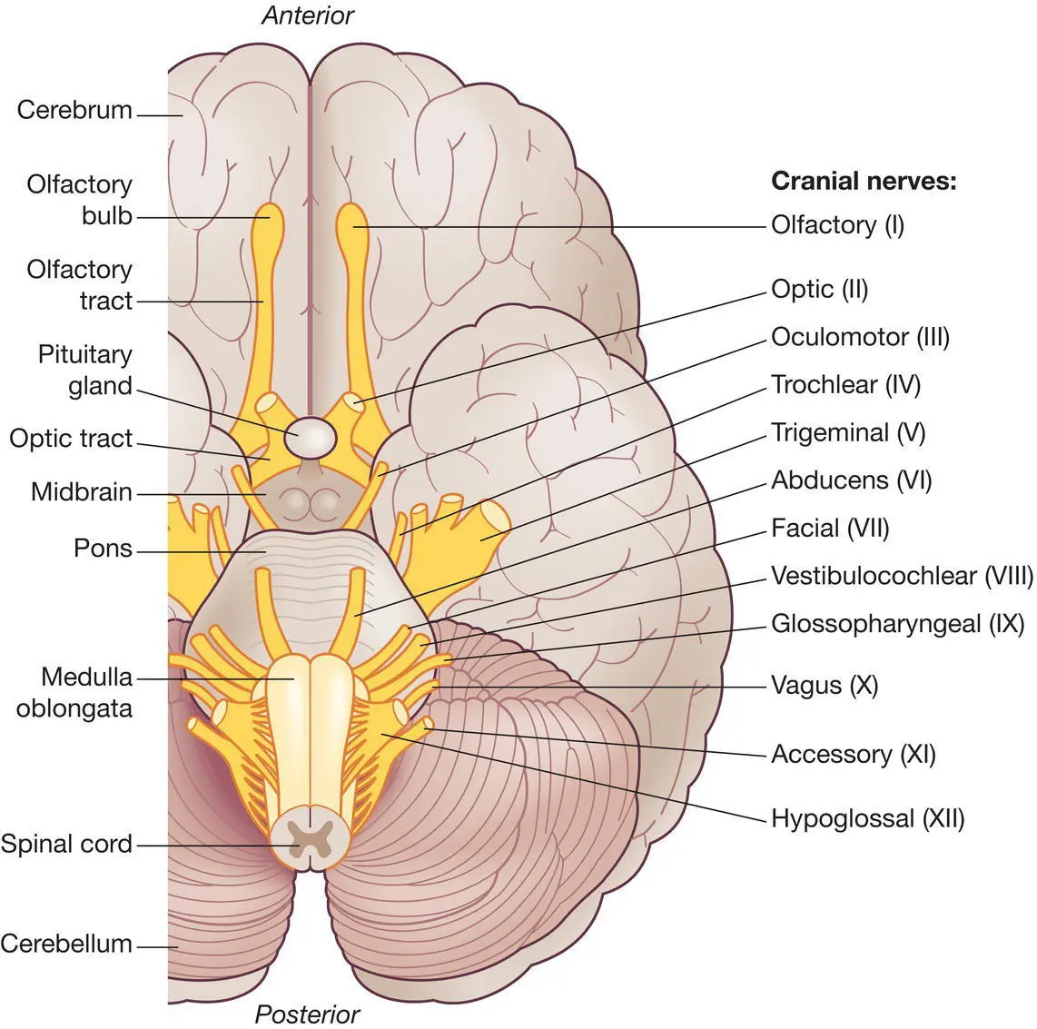 Figure 104 The cranial nerves Source Peate I Wild K Nair M eds - фото 37