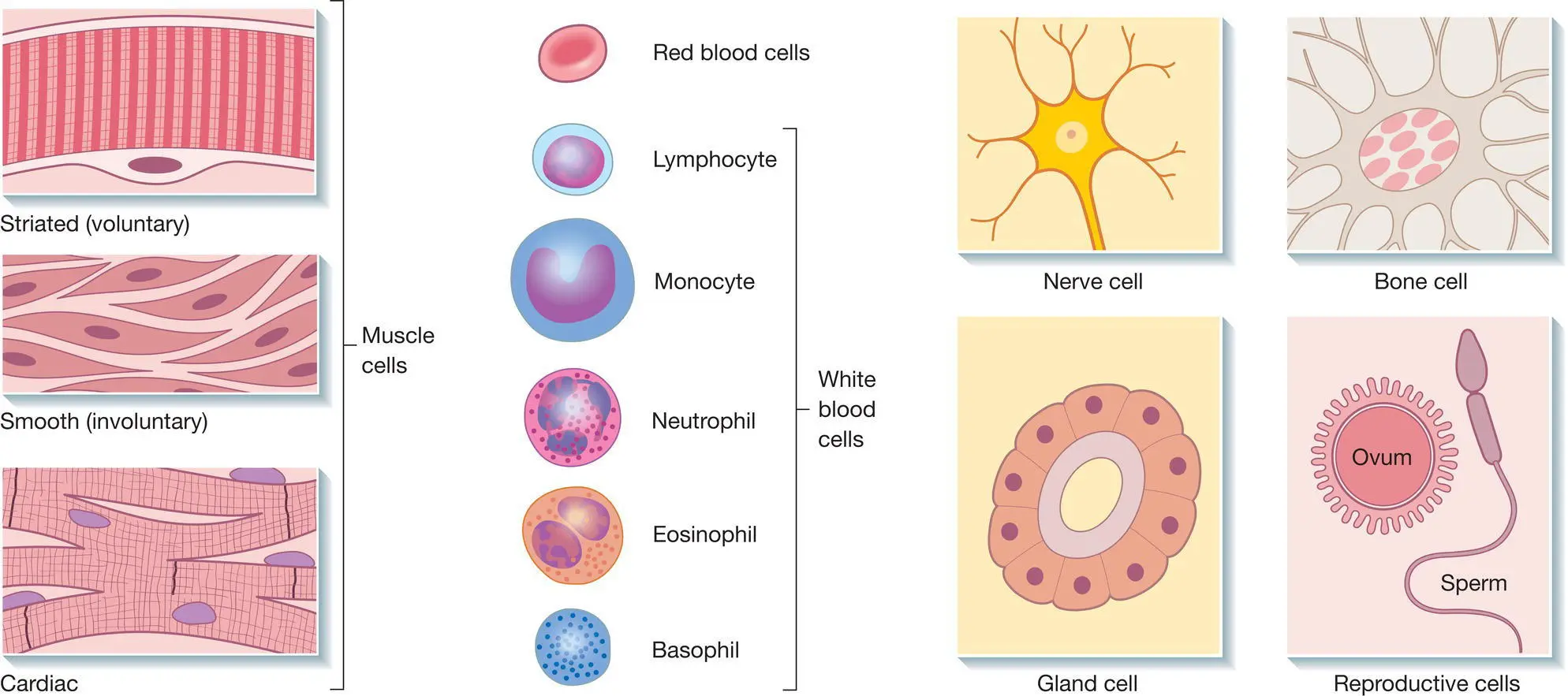 Figure 92 Types of cells Figure 93 Human body tissues There are - фото 32