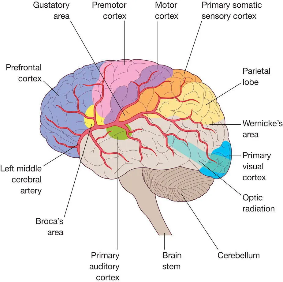 Figure 101 The brain Figure 102 The meninges Source Peate I Wild K - фото 34