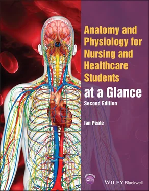 Ian Peate Anatomy and Physiology for Nursing and Healthcare Students at a Glance обложка книги
