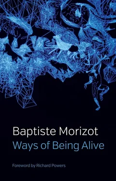 Baptiste Morizot Ways of Being Alive обложка книги