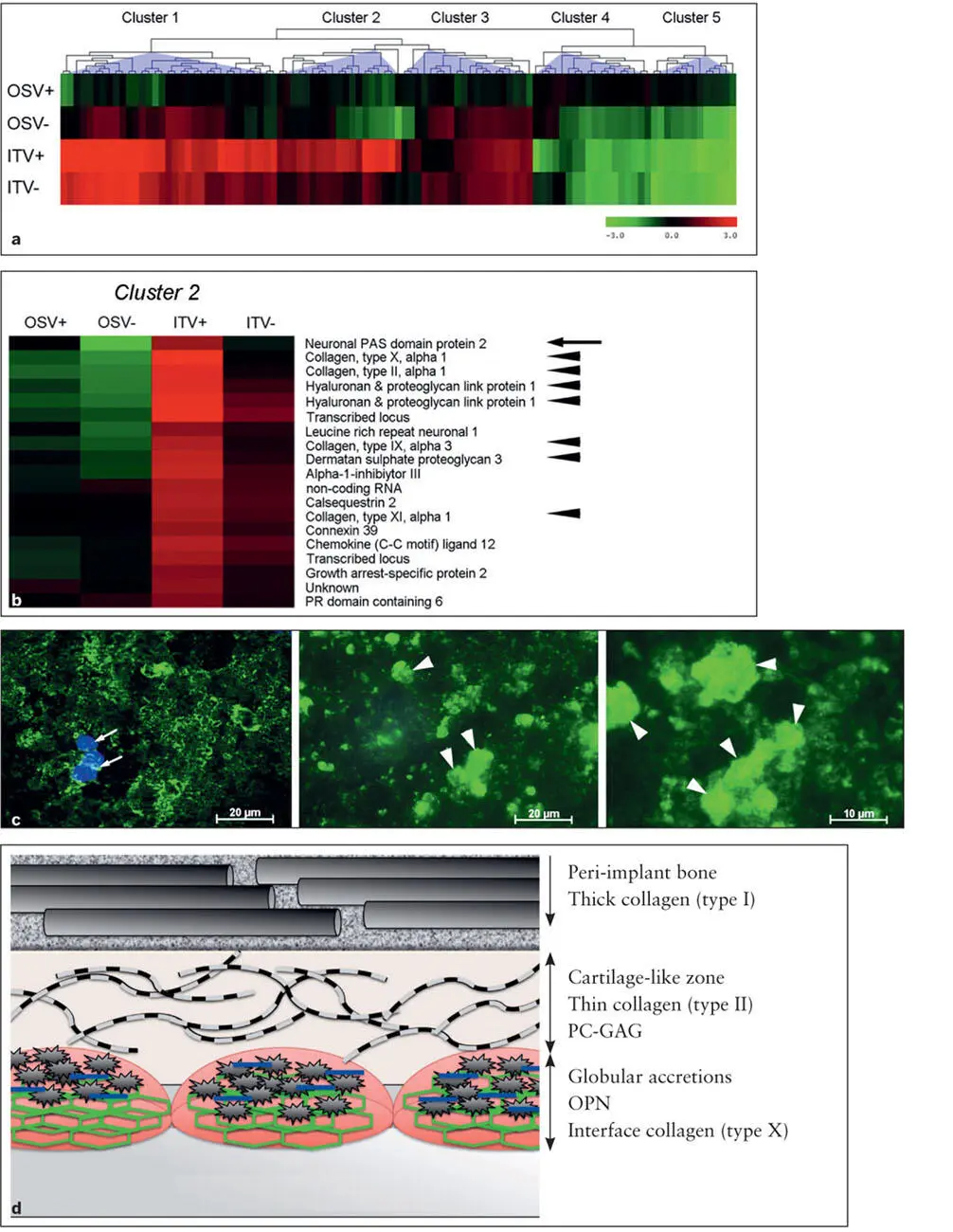 Fig 28 a The entire genome microarray gene expression of periimplant - фото 34