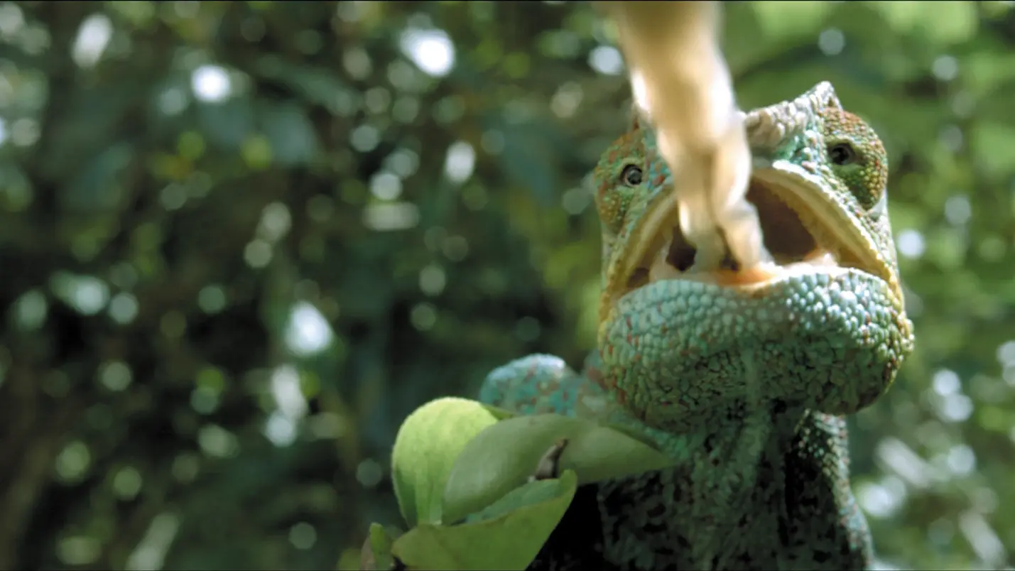 Figure 33 The chameleons tongue from One Life BBC Earth 2011 The mediated - фото 4