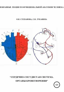 Светлана Луканина Избранные лекции по функциональной анатомии человека. «Сердечно-сосудистая система. Органы кроветворения»