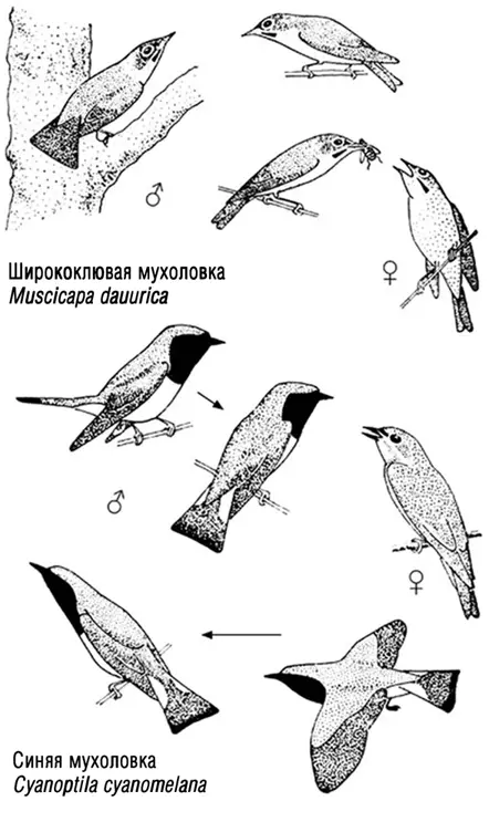 Первая зима Синицы гаички Наступило время вплотную заняться изучением образа - фото 9