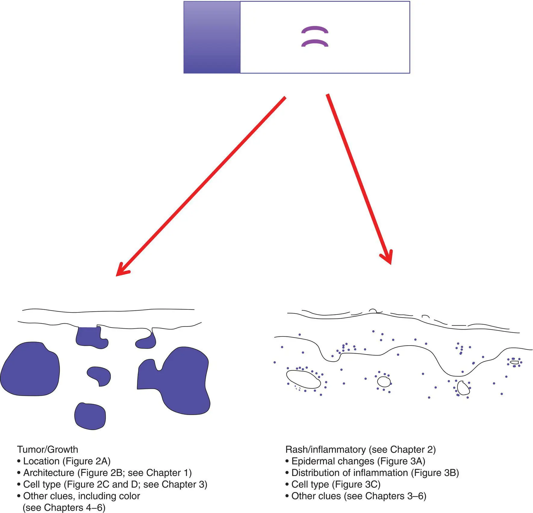 Figure 1 Gestalt impression of a slide A major initial breakpoint in evaluating - фото 3