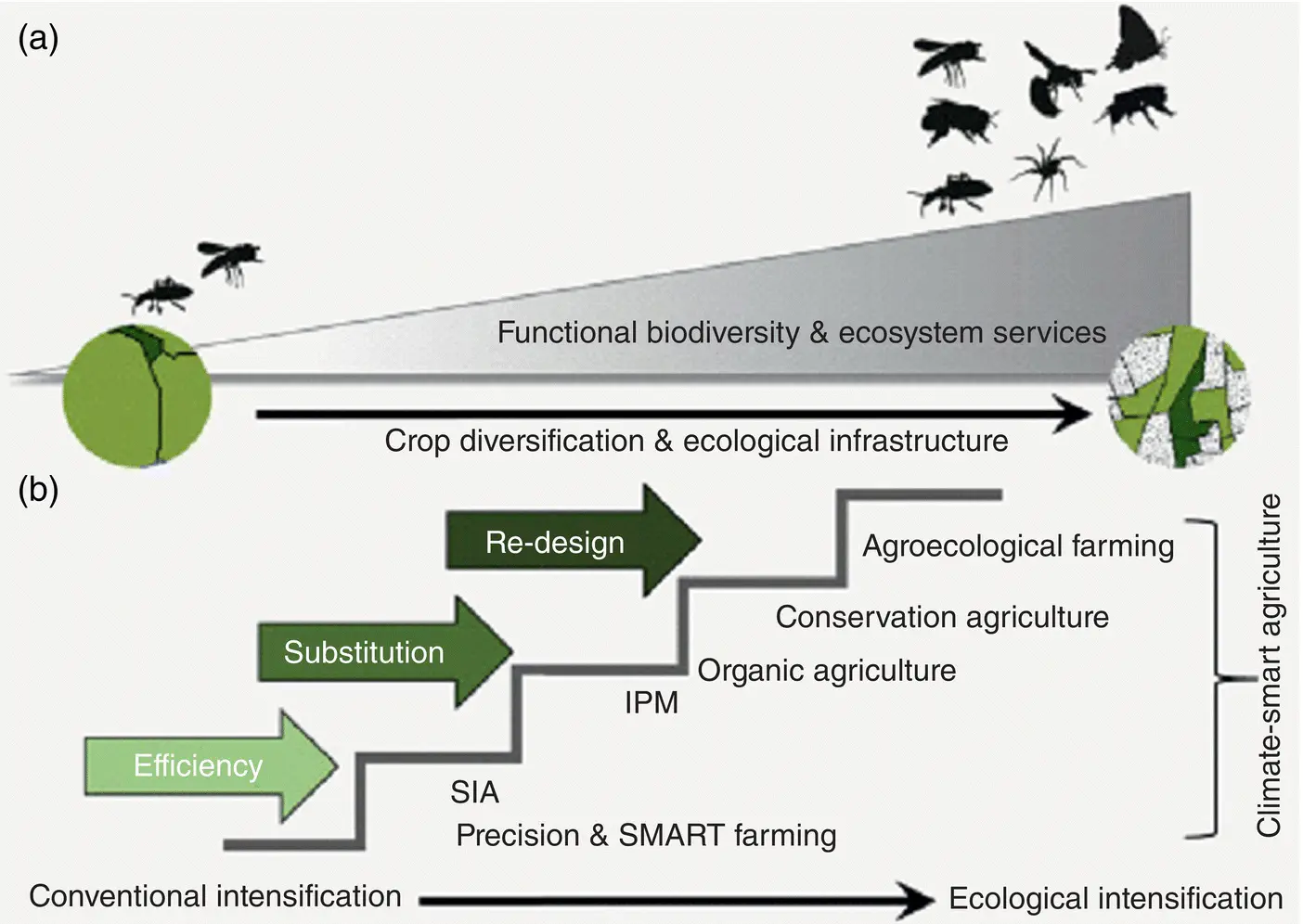 Figure 22a Functional biodiversity delivering ecosystem services eg - фото 12