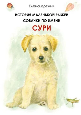 Елена Довжик История маленькой рыжей собачки по имени Сури обложка книги