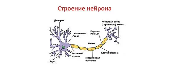 Рис 7 Древовидные отростки нейронов дендриты передают нервные импульсы от - фото 12