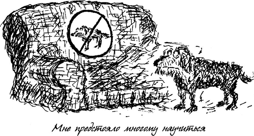 Для начала я решил попристальнее приглядеться к двум своим новым товаркам - фото 23