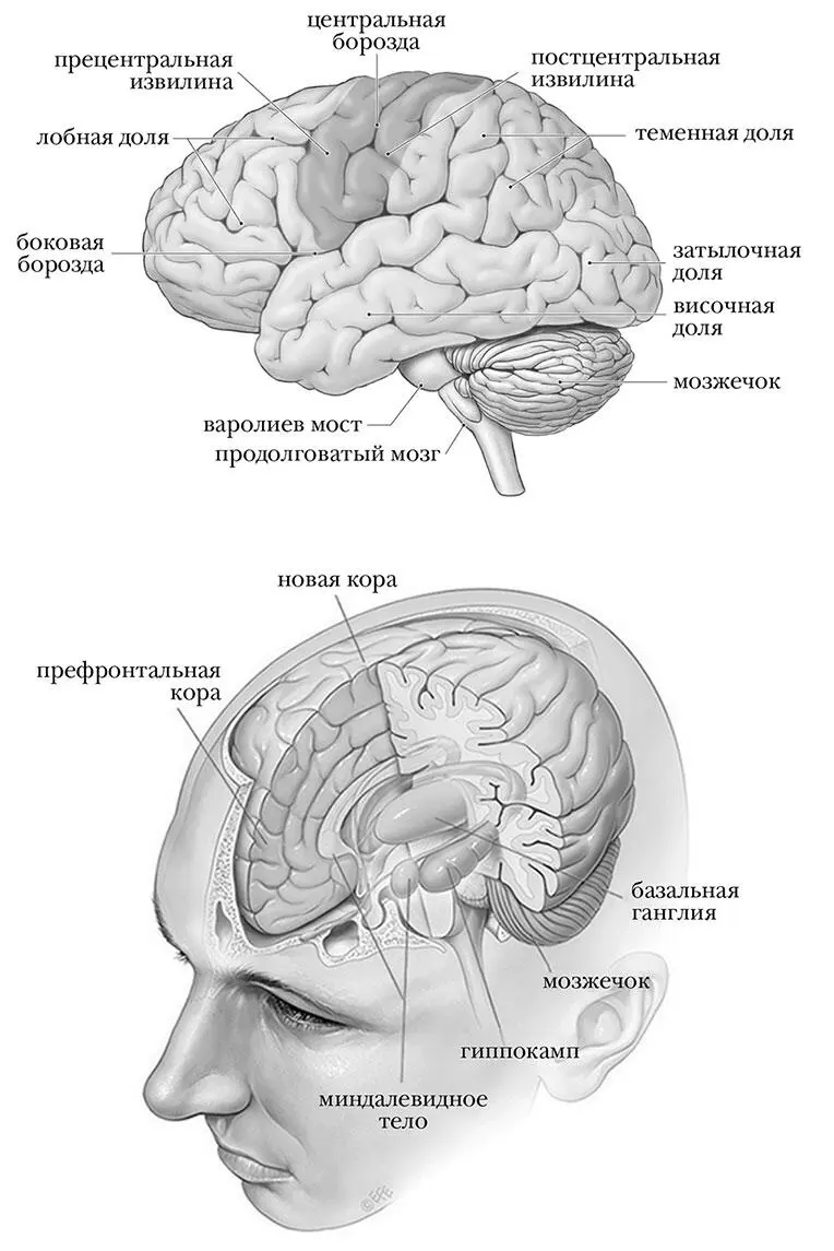 Ключевые области человеческого мозга Введение В 1665 году датский анатом - фото 2
