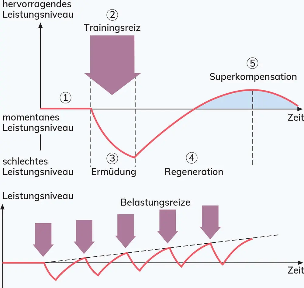 Trainingszustandsverbesserung Diese biologische Kette wird aber erst in Gang - фото 15