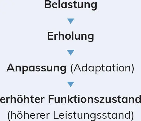 Reihenfolge der Anpassungserscheinungen des Organismus Tr - фото 13