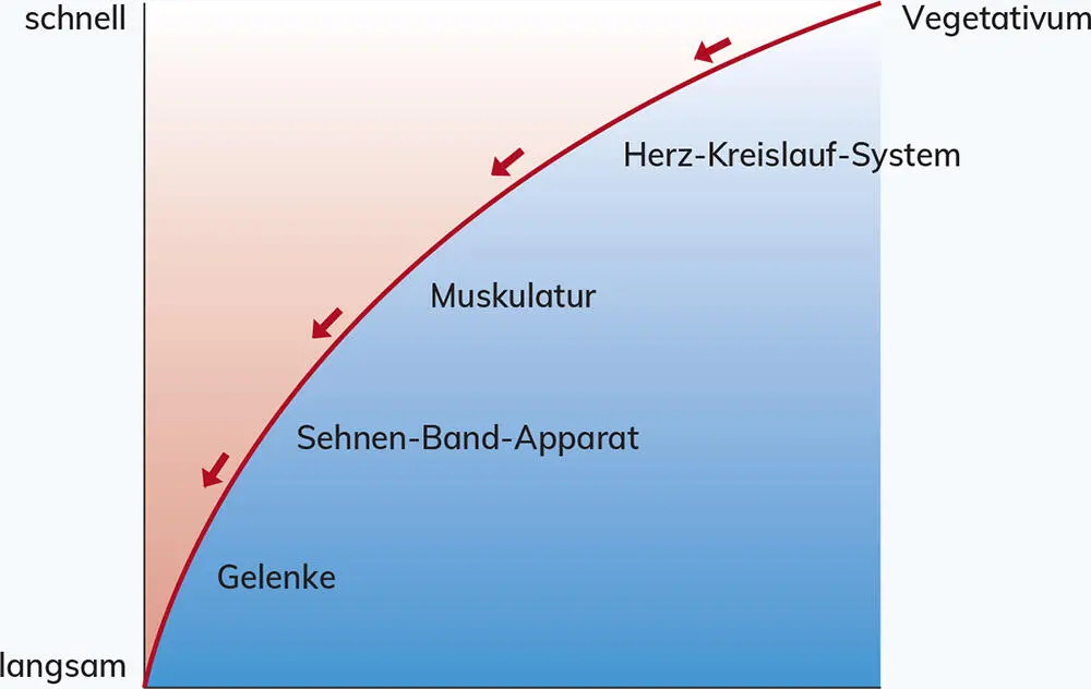 Reihenfolge der Anpassungserscheinungen des Organismus - фото 14