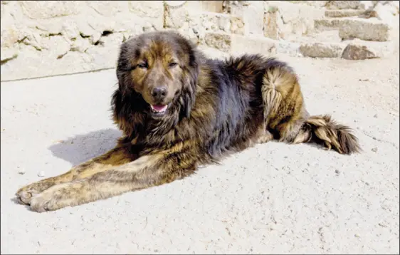 Rigo der Wachhund Zwischen Stall und Wohnhaus lag noch die Scheune in der - фото 1