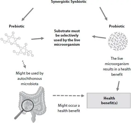 Figure 23 Mechanism of action of a synergistic synbiotic The synergistic - фото 14