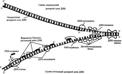 Рис 6 Две спирали ДНК Это происходит в нашем теле точьвточь как в реальных - фото 12