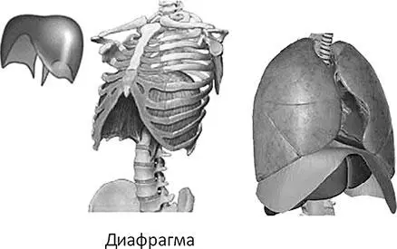 Рис 30 Парашют грудобрюшной диафрагмы Когда на выдохе грудобрюшная - фото 37