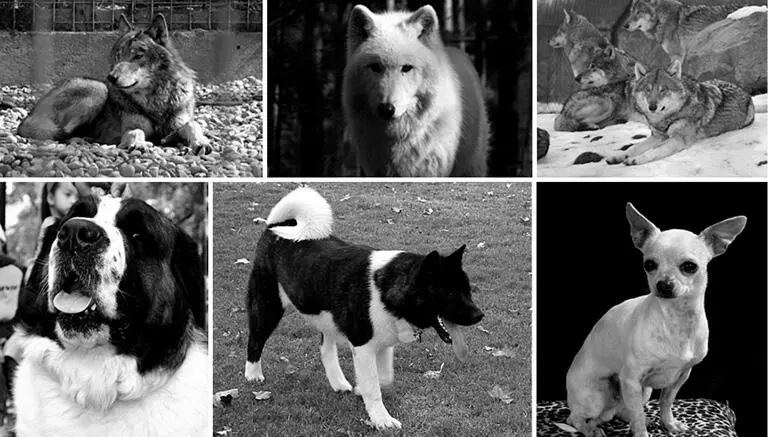 Figura 5 Similitudes y diferencias fenoménicas de perros y lobos Fotografías - фото 12