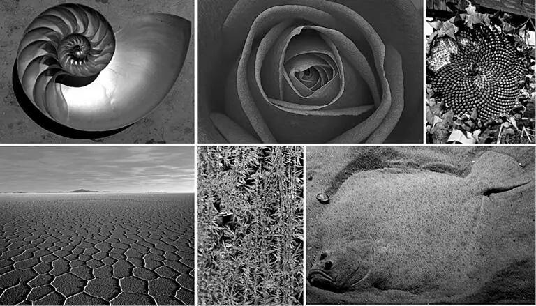 Figura 6 Ejemplos de la proporción aurea y de otros patrones naturales - фото 15