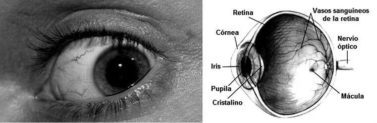 Figura 4 El ojo y su estructura al interactuar con fotones Fotografías de - фото 9