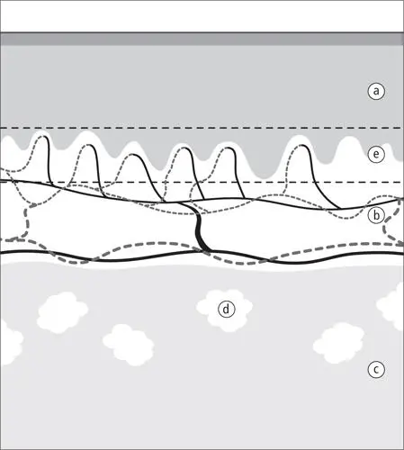 Abbildung 4 Aufbau der Haut aus Epidermis a Dermis b und Subcutis c mit - фото 9