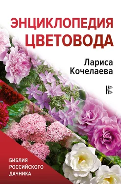 Лариса Кочелаева Энциклопедия цветовода обложка книги