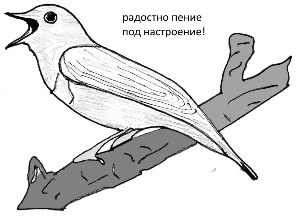 у пеликанов купание лов у ястребов струя боев светя убор рубят свое он - фото 112