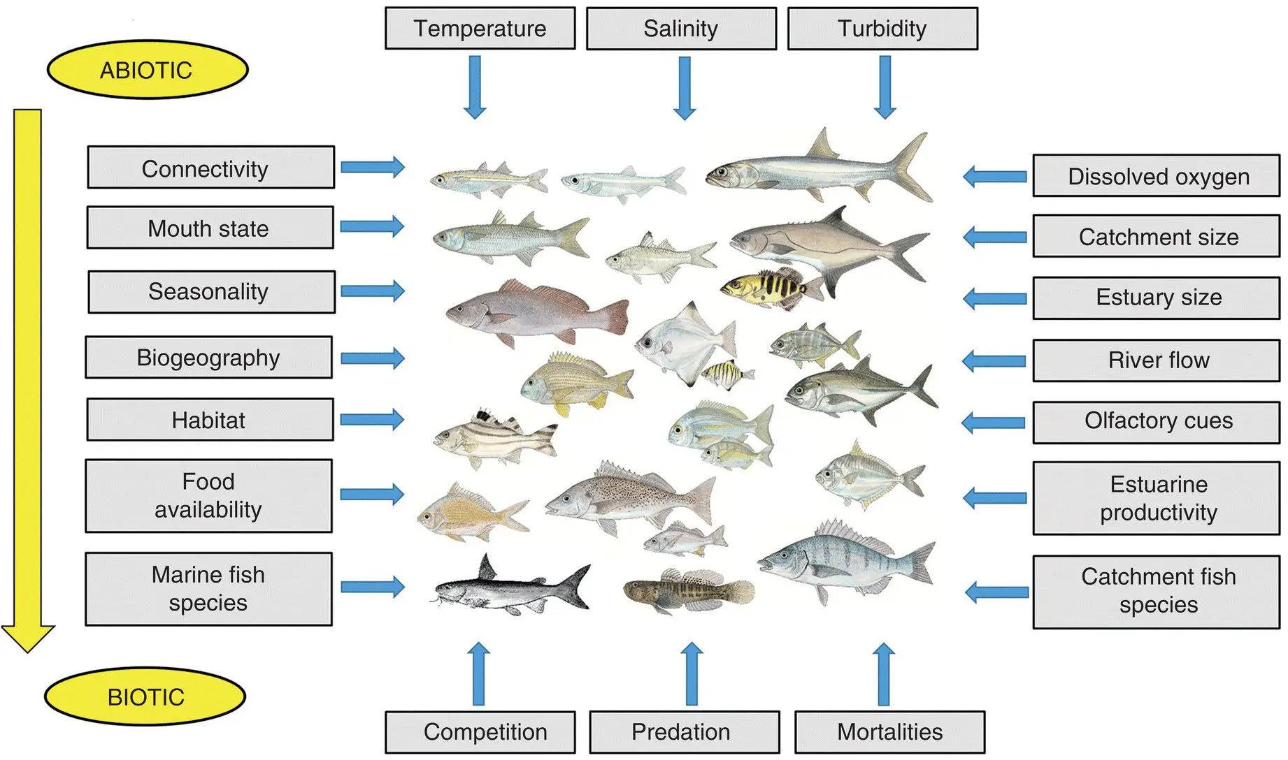 Figure 13 Biotic and abiotic factors influencing fish assemblage composition - фото 11