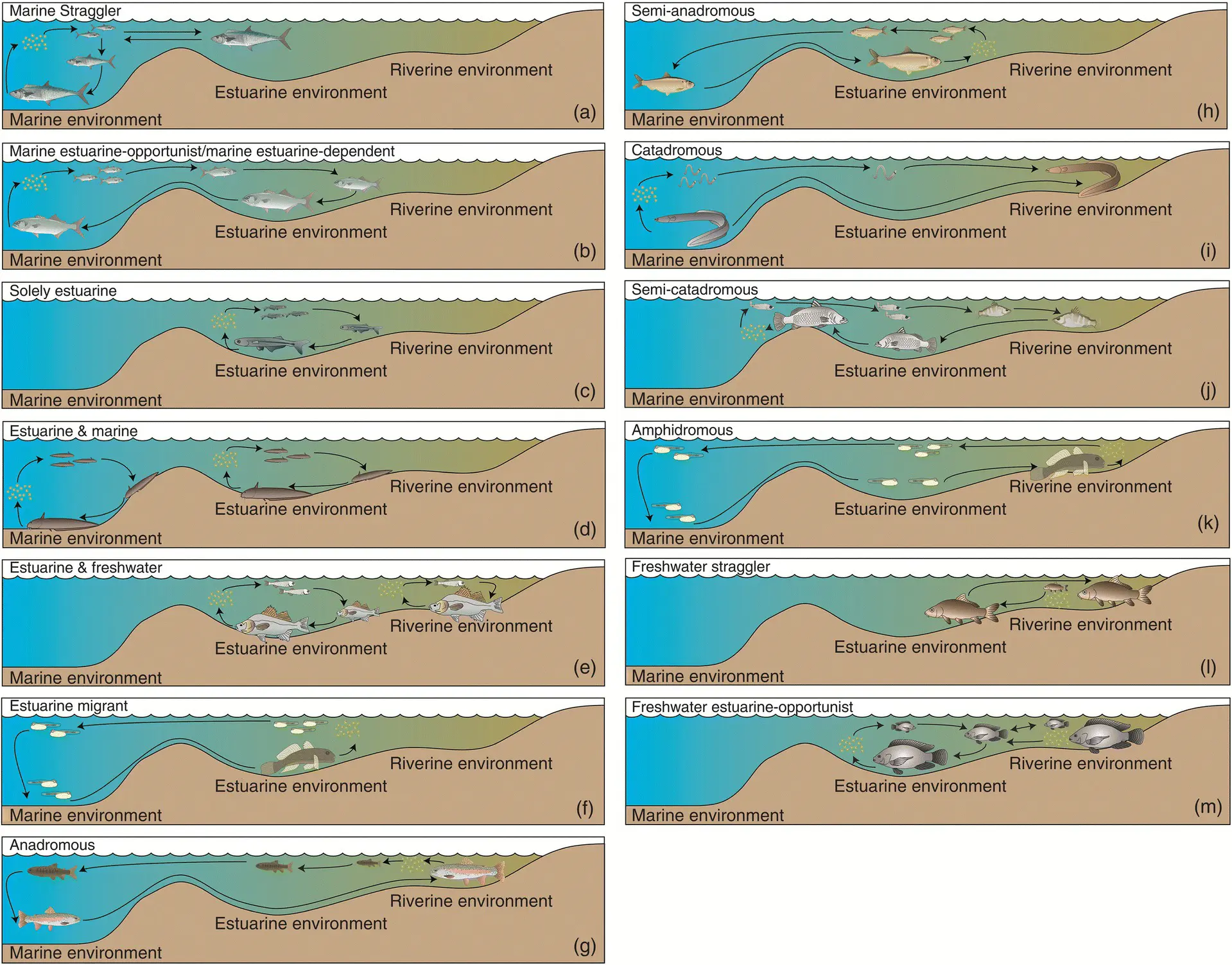 Figure 210 Life cycle guilds of estuaryassociated fishes based on the review - фото 25